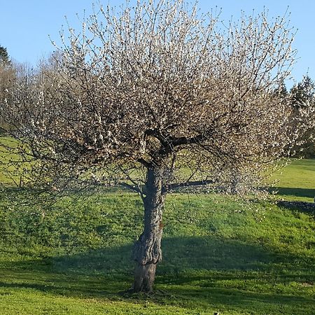Gite Bard Des Ours Saint-Martin-en-Vercors ภายนอก รูปภาพ